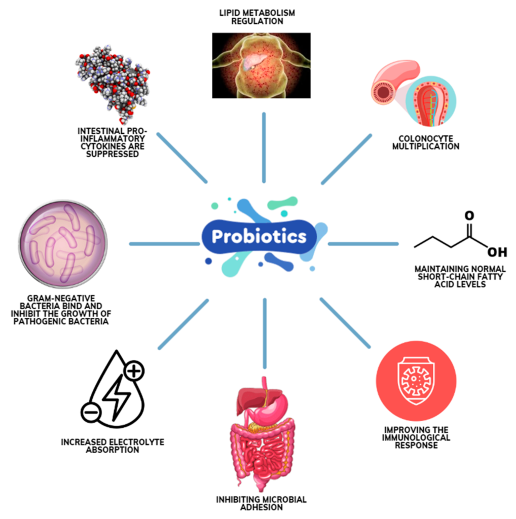 Why Probiotics Matter for More Than Just Digestion – Especially for Women